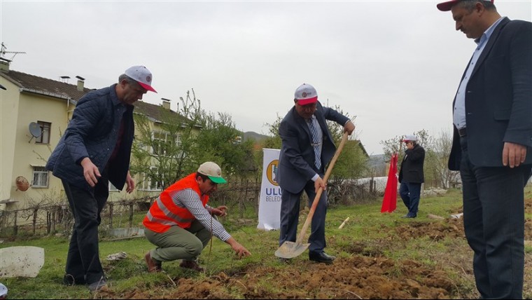 Belediyemiz 100 adet Ihlamur fidanı dikti